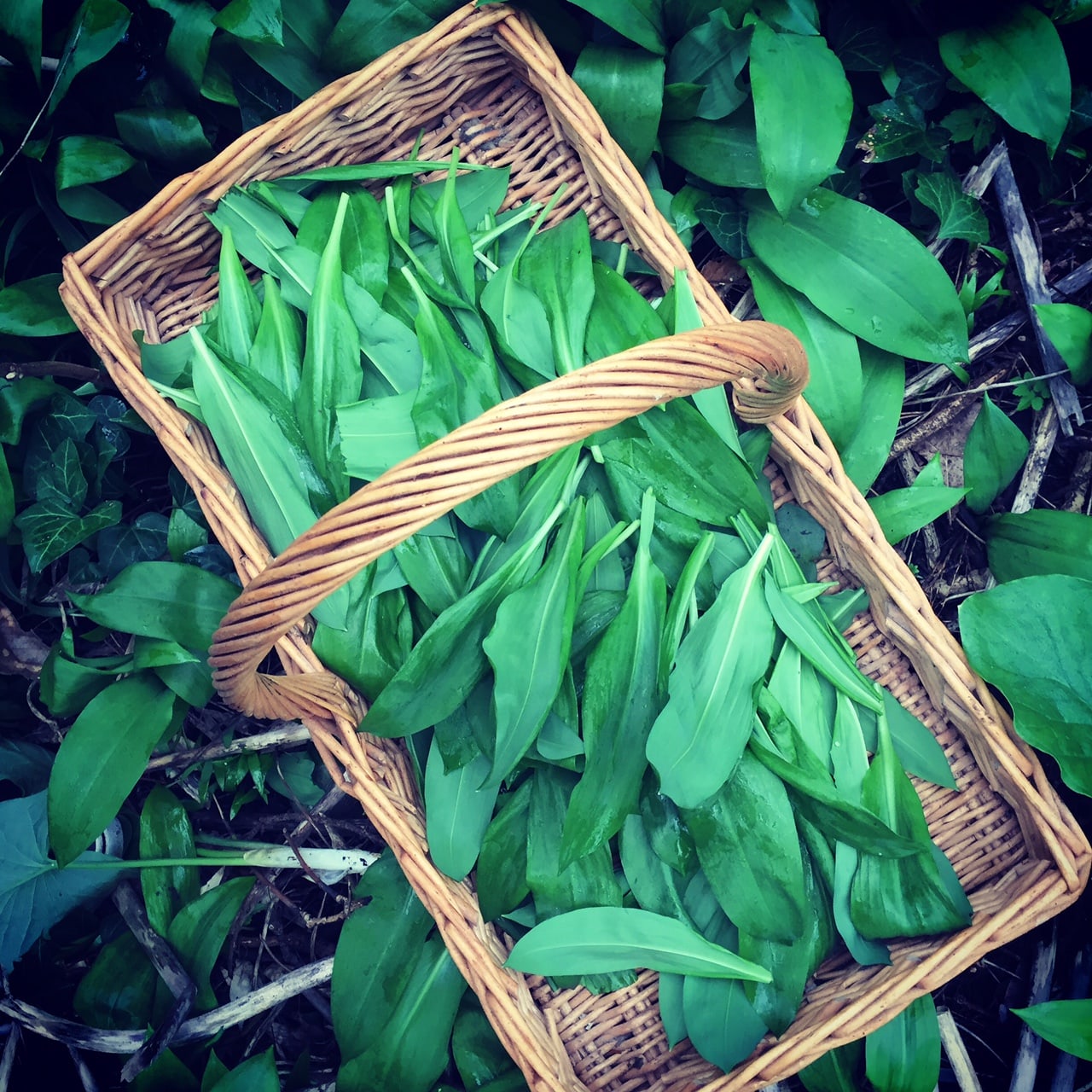 wild garlic recipe by Angela Langford Skincare